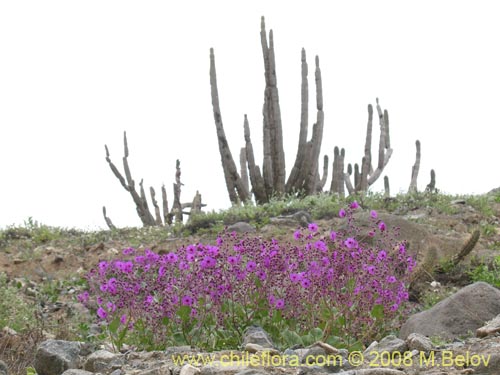 Imágen de Mirabilis elegans (). Haga un clic para aumentar parte de imágen.