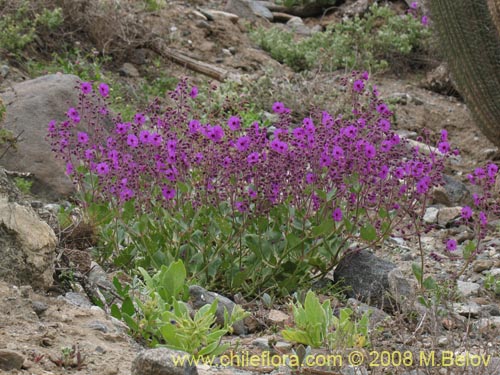 Imágen de Mirabilis elegans (). Haga un clic para aumentar parte de imágen.