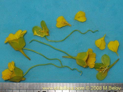 Tropaeolum beuthii의 사진