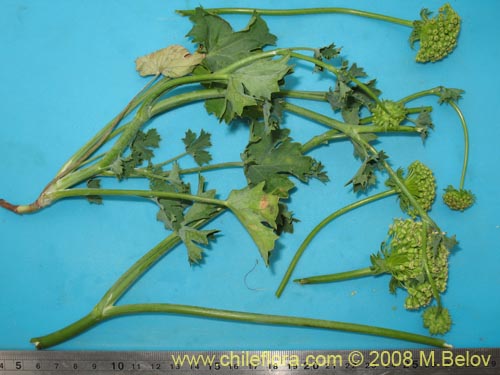 Bild von Apiaceae sp. #1159 (). Klicken Sie, um den Ausschnitt zu vergrössern.