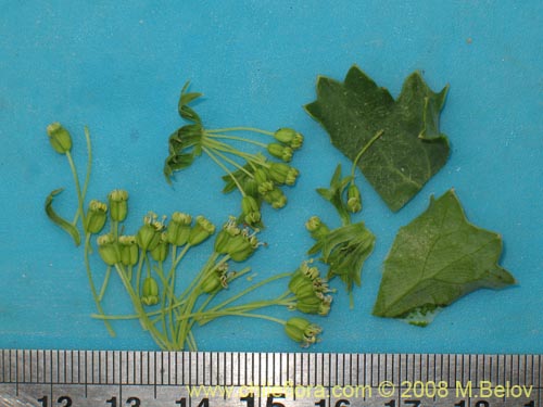 Bild von Apiaceae sp. #1159 (). Klicken Sie, um den Ausschnitt zu vergrössern.