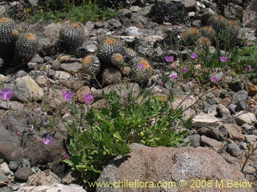 Image of Cristaria sp. #2320 (). Click to enlarge parts of image.