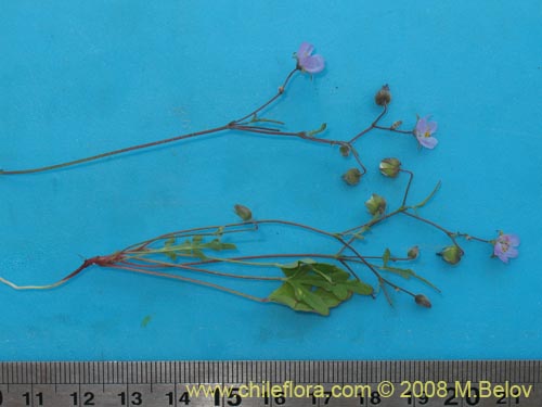 Image of Cristaria sp. #1446 (). Click to enlarge parts of image.