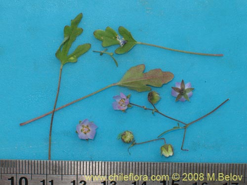 Image of Cristaria sp. #1446 (). Click to enlarge parts of image.