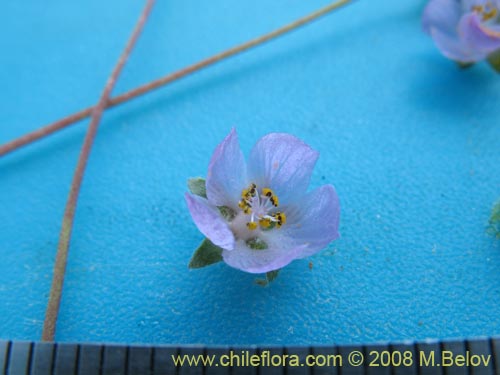 Image of Cristaria sp. #1446 (). Click to enlarge parts of image.