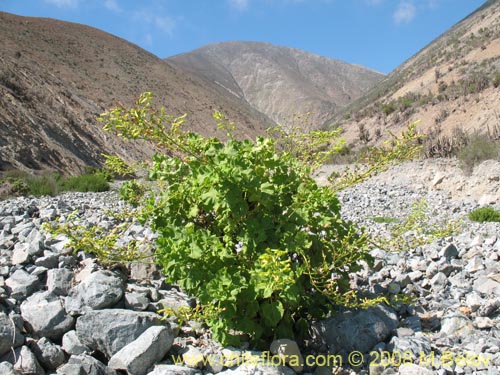 Imágen de Nicotiana solanifolia (Tabaco cimarrón). Haga un clic para aumentar parte de imágen.