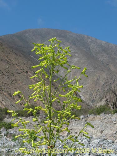 Imágen de Nicotiana solanifolia (Tabaco cimarrón). Haga un clic para aumentar parte de imágen.