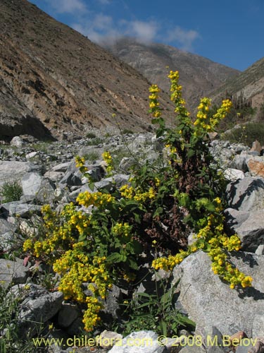 Image of Calceolaria paposana (). Click to enlarge parts of image.