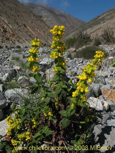 Image of Calceolaria paposana (). Click to enlarge parts of image.
