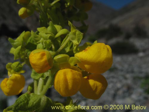 Bild von Calceolaria paposana (). Klicken Sie, um den Ausschnitt zu vergrössern.