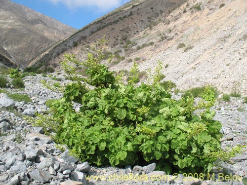 Imágen de Nicotiana solanifolia (Tabaco cimarrón). Haga un clic para aumentar parte de imágen.