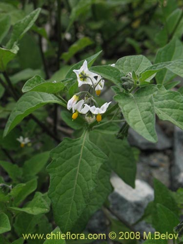 Image of Solanum maglia (Papa cimarrona). Click to enlarge parts of image.