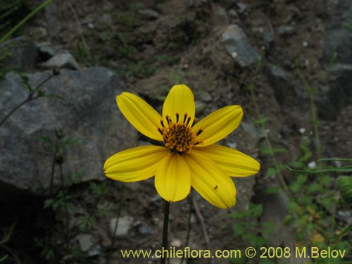 Image of Bidens sp. #1154 (). Click to enlarge parts of image.