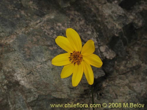 Imágen de Bidens sp. #1154 (). Haga un clic para aumentar parte de imágen.