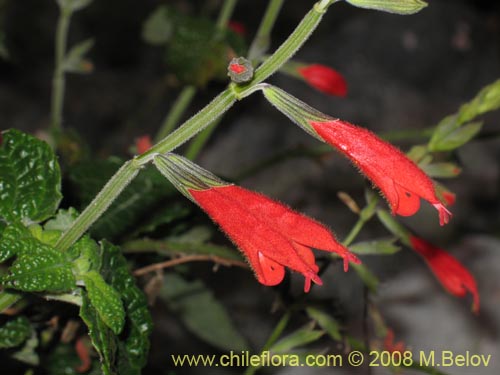 Image of Salvia tubiflora (). Click to enlarge parts of image.