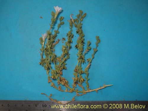 Image of Nolana leptophylla (). Click to enlarge parts of image.