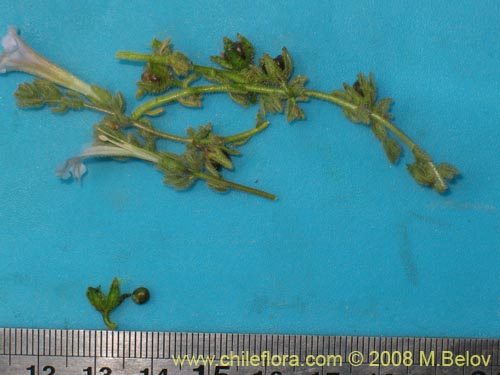 Nolana leptophylla의 사진