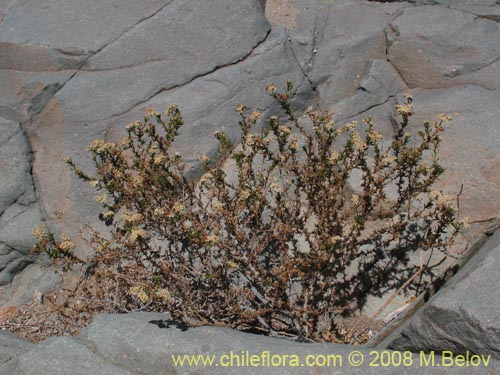 Image of Heliotropium sp. #1249 (). Click to enlarge parts of image.