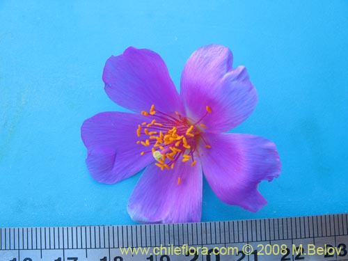 Cistanthe taltalensis的照片