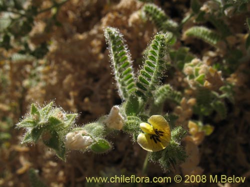 Image of Fabaceae sp. #1248 (). Click to enlarge parts of image.