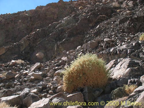 Image of Fabaceae sp. #1248 (). Click to enlarge parts of image.