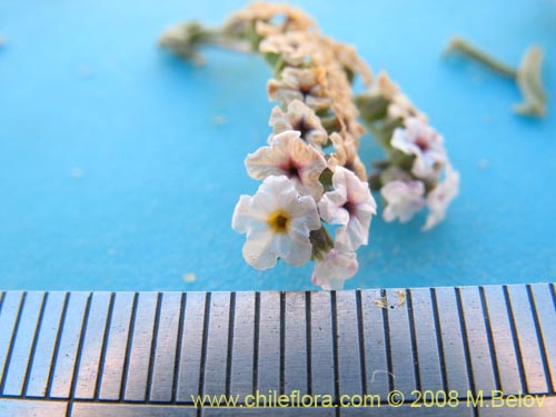 Image of Heliotropium sp. #1249 (). Click to enlarge parts of image.