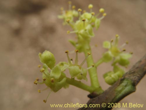 Griselinia carlomunozii의 사진