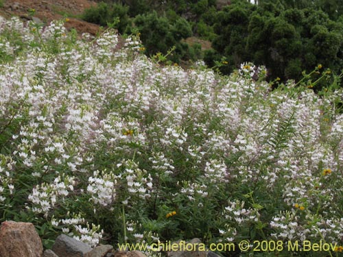 Cleome chilensis的照片