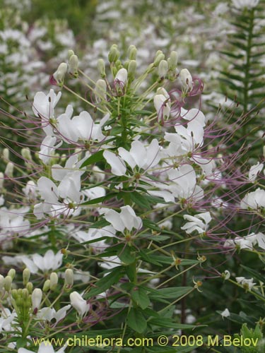 Cleome chilensis的照片