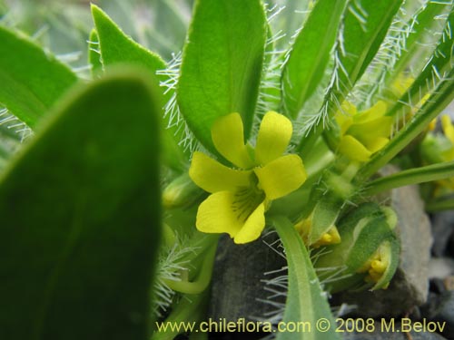 Image of Viola sp. #1166 (). Click to enlarge parts of image.