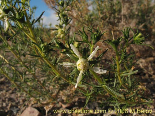 Bild von Huidobria chilensis (). Klicken Sie, um den Ausschnitt zu vergrössern.