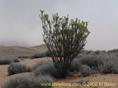 Image of Haplopappus sp.  #1936 (). Click to enlarge parts of image.