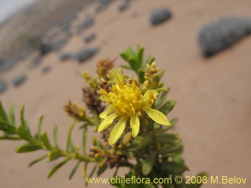 Image of Haplopappus sp.  #1936 (). Click to enlarge parts of image.