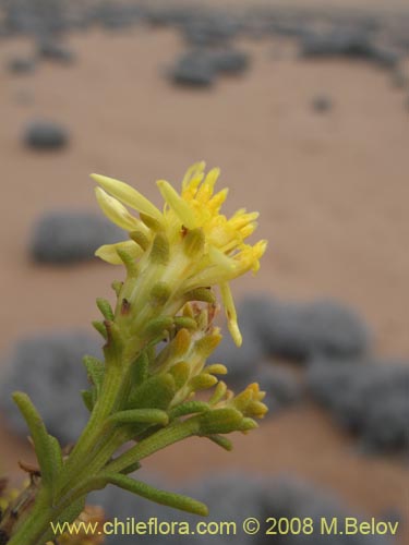 Image of Haplopappus sp.  #1936 (). Click to enlarge parts of image.