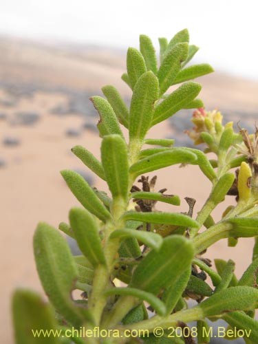Image of Haplopappus sp.  #1936 (). Click to enlarge parts of image.