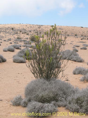 Image of Haplopappus sp.  #1936 (). Click to enlarge parts of image.