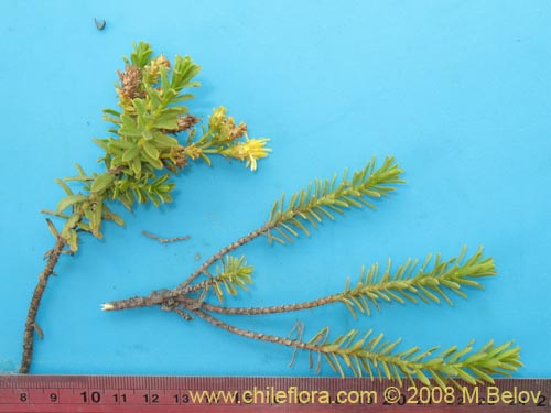 Image of Haplopappus sp.  #1936 (). Click to enlarge parts of image.