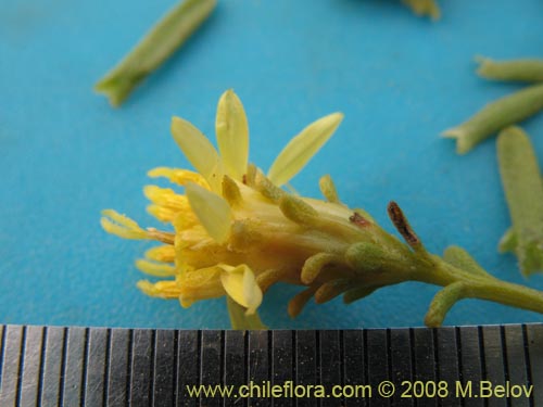 Image of Haplopappus sp.  #1936 (). Click to enlarge parts of image.