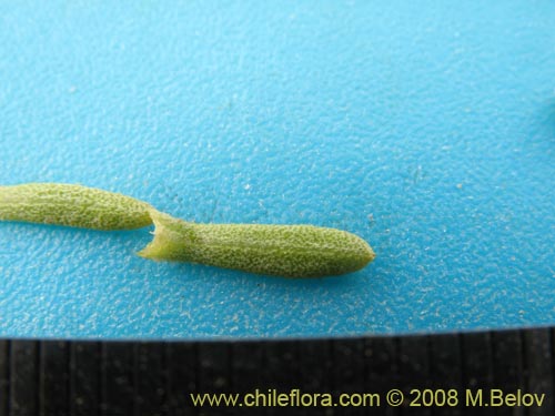 Image of Haplopappus sp.  #1936 (). Click to enlarge parts of image.