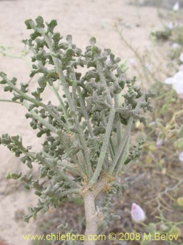 Bild von Cristaria sp. #1243 (). Klicken Sie, um den Ausschnitt zu vergrössern.