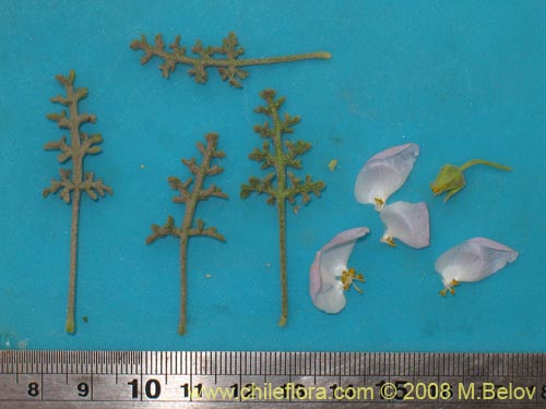 Bild von Cristaria sp. #1243 (). Klicken Sie, um den Ausschnitt zu vergrössern.