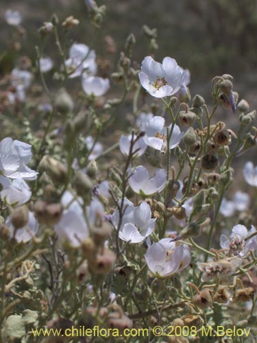 Image of Cristaria sp. #1241 (). Click to enlarge parts of image.