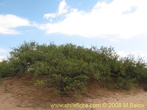 Bild von Prosopis flexuosa (). Klicken Sie, um den Ausschnitt zu vergrössern.