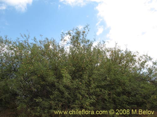 Bild von Prosopis flexuosa (). Klicken Sie, um den Ausschnitt zu vergrössern.