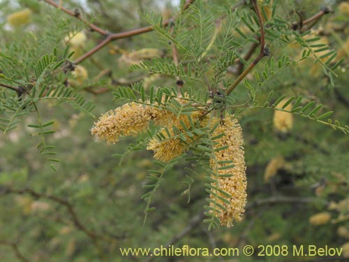 Image of Prosopis flexuosa (). Click to enlarge parts of image.