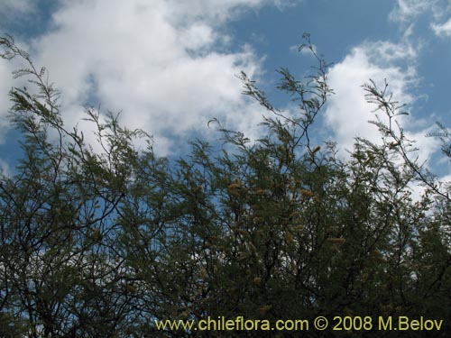 Bild von Prosopis flexuosa (). Klicken Sie, um den Ausschnitt zu vergrössern.