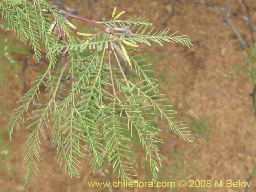 Bild von Prosopis flexuosa (). Klicken Sie, um den Ausschnitt zu vergrössern.