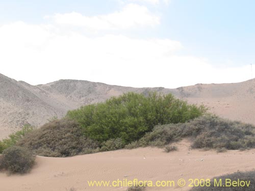 Bild von Prosopis flexuosa (). Klicken Sie, um den Ausschnitt zu vergrössern.