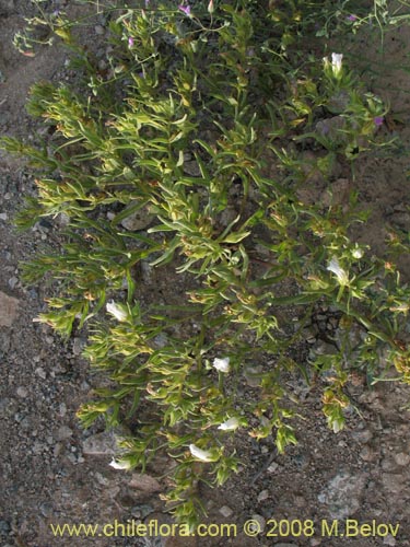 Image of Nolana sp. #1136 (). Click to enlarge parts of image.