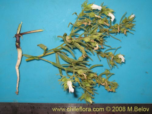 Image of Nolana sp. #1136 (). Click to enlarge parts of image.